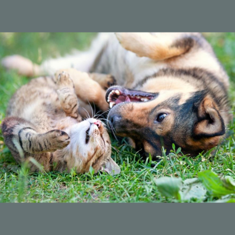 Flyer for De-Stress with Dogs and Cats event on June 2 from 2–4 pm on the second floor of the RCC Library. Includes image of a dog and cat playing together and text promoting stress relief during finals.